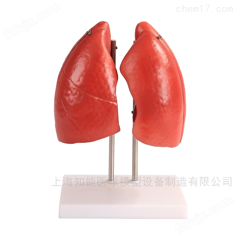 肺结构模型报价